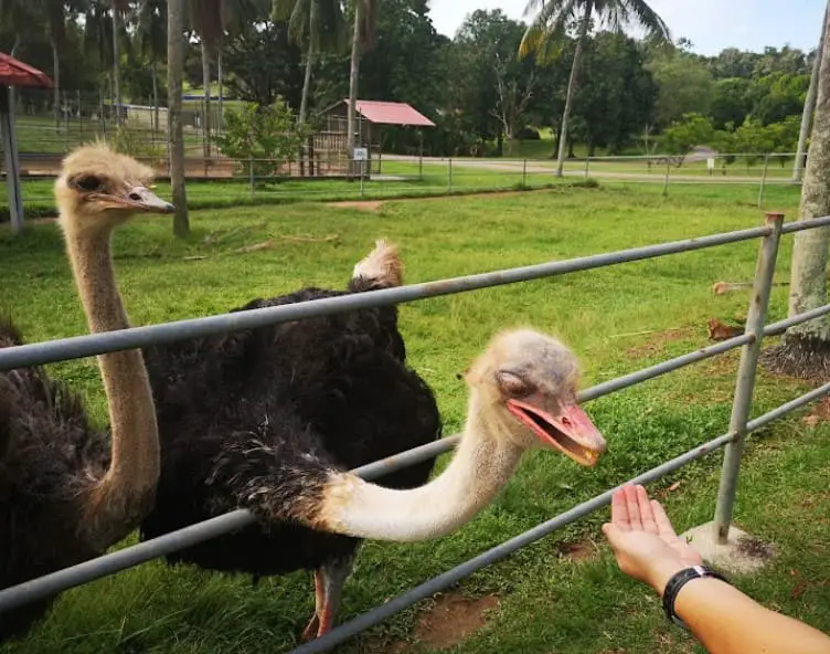 ostrich in Melaka Tropical Fruit Farm