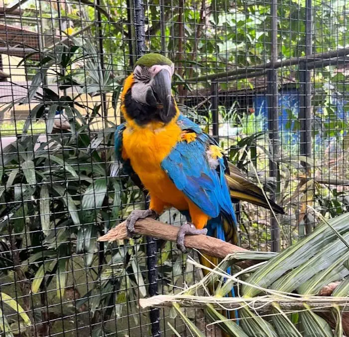 parrot in Melaka Butterfly & Reptile Sanctuary (Taman Rama-rama & Reptilia Melaka)