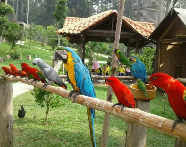 row of parrots inside Melaka Bird Park