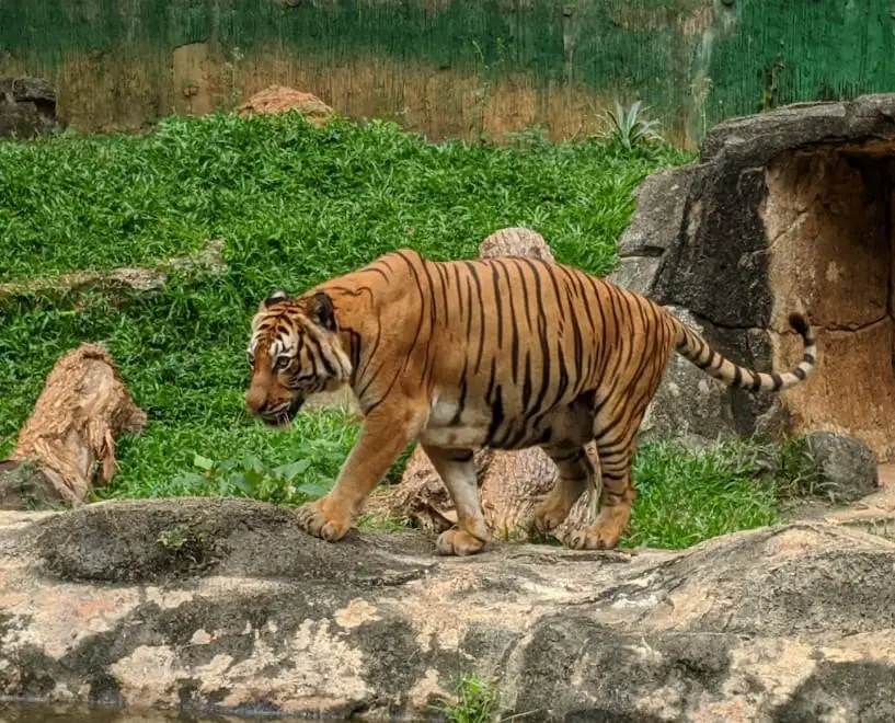 tiger in melaka zoo