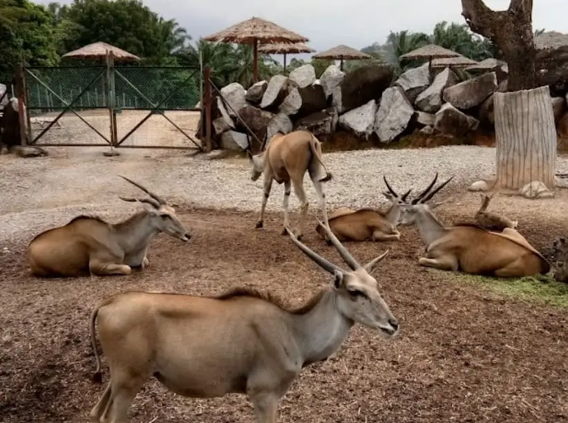 wild animal in A'Famosa Safari Wonderland