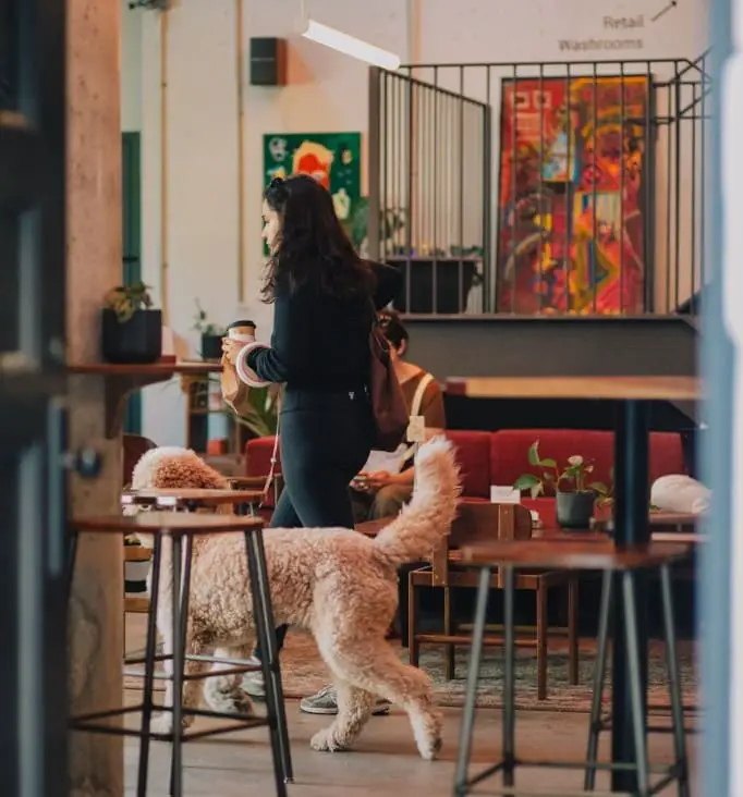 beatrice society is a dog friendly cafe in toronto
