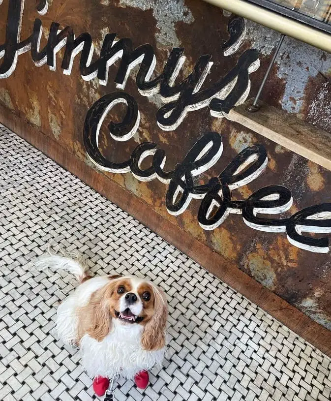 dog at jimmy's coffee toronto