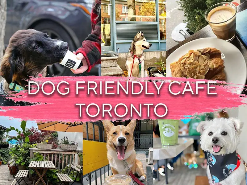 dog cafe toronto