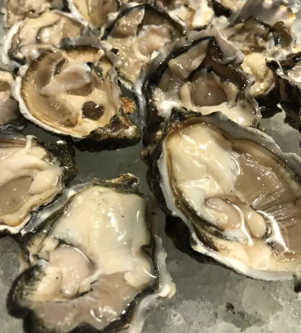 fresh live oyster Eyuzu