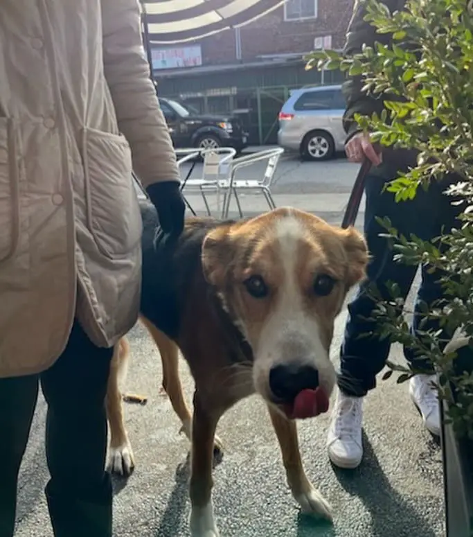 friendly dog visiting by oakwood espresso dog friendly cafe in toronto