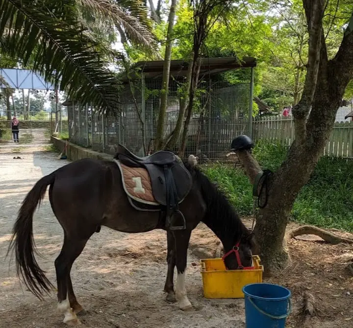 horse in G2G Animal Garden