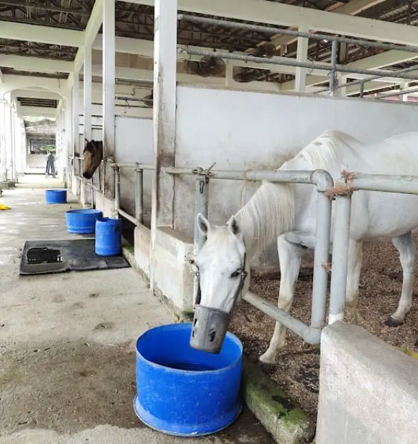 horses in Equestrian Park Putrajaya