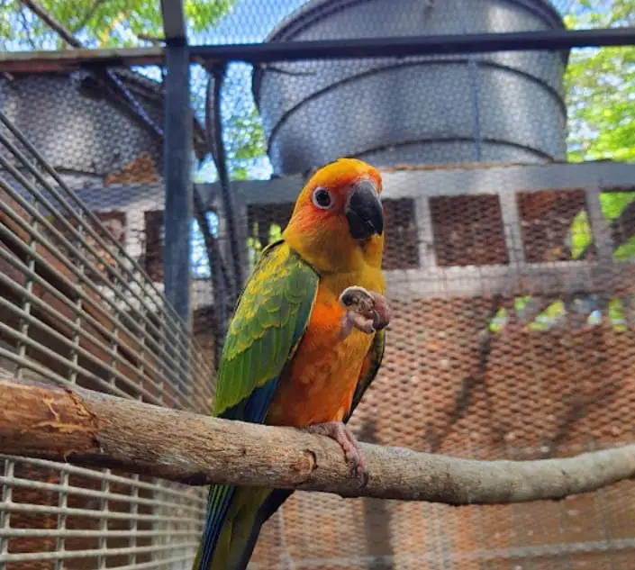 parrot in G2G Animal Garden
