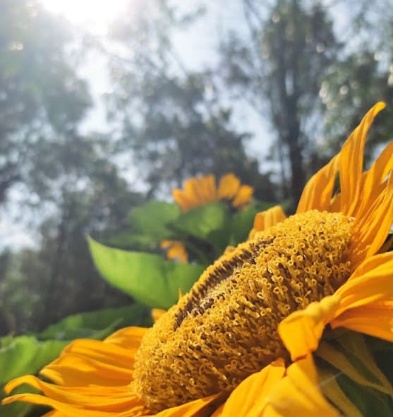 sunflower at Taman Saujana Hijau Putrajaya