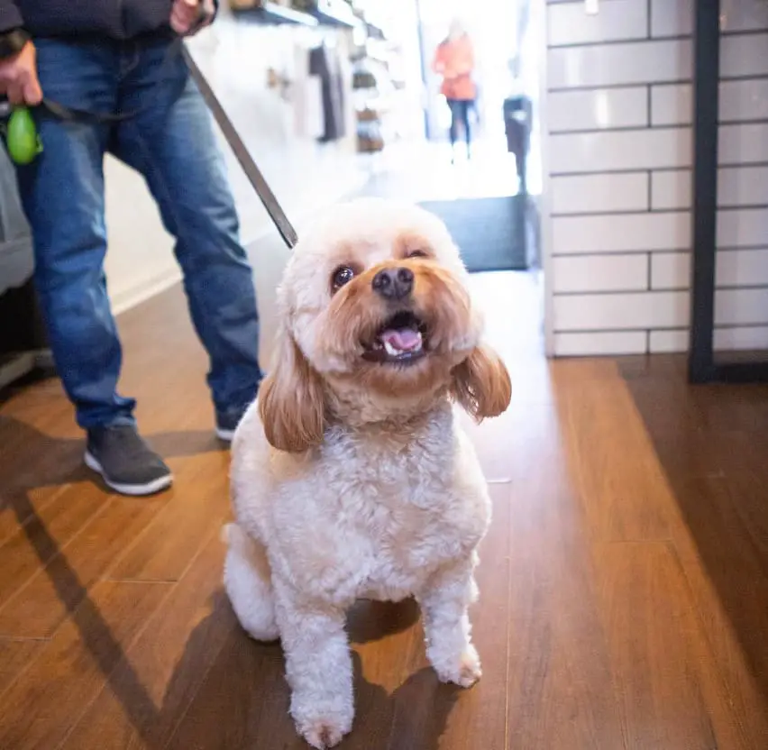 the baristas give the dog a treat for being patient at tribeca coffee co toronto