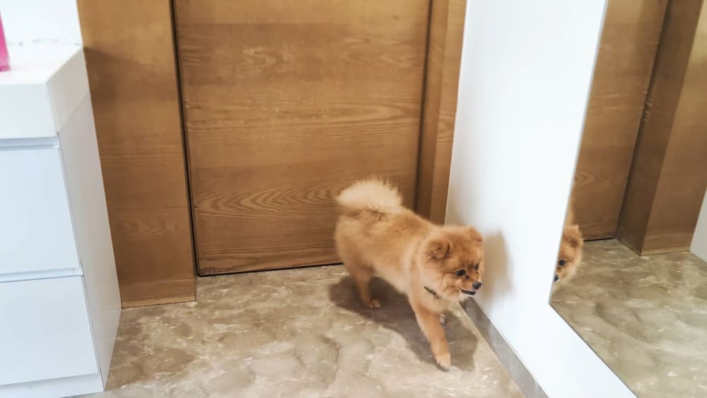 Are Pomeranians prone to separation anxiety