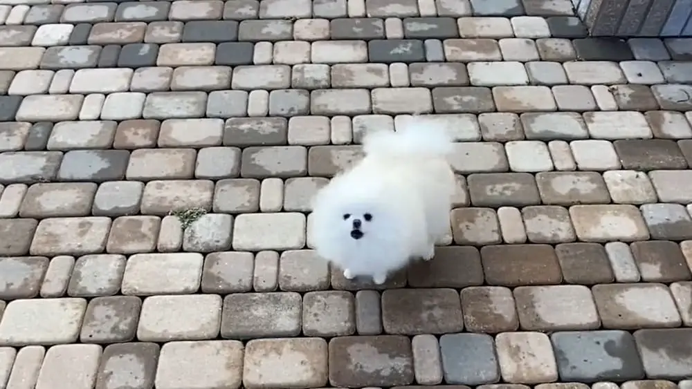 Can Pomeranians Be Trained Not to Bark? Efficient Techniques to Train Valerie Seow