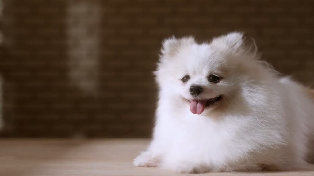 Are there factors that influence a Pomeranian puppy's growth rate