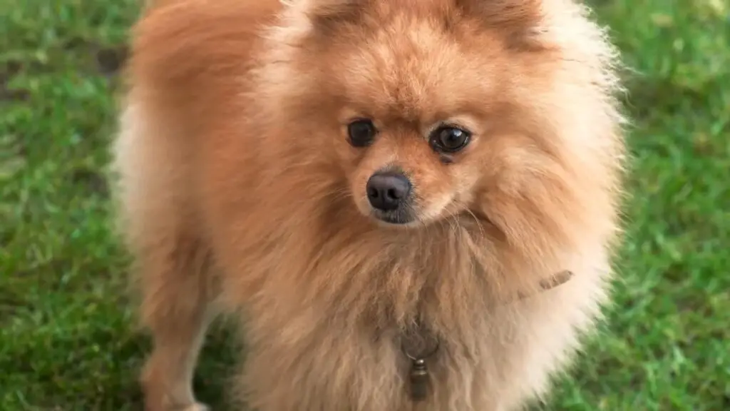 At what age do Pomeranian puppies start shedding