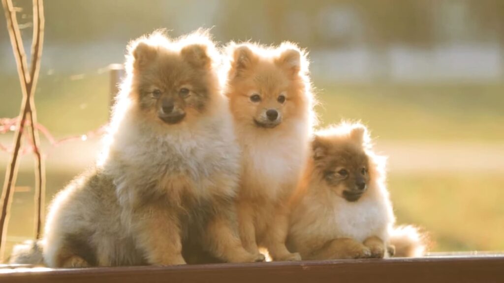 At what age do Pomeranian puppies stop growing