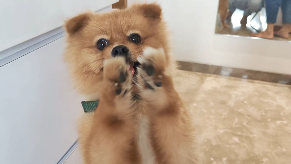 Best bark control methods for Pomeranians