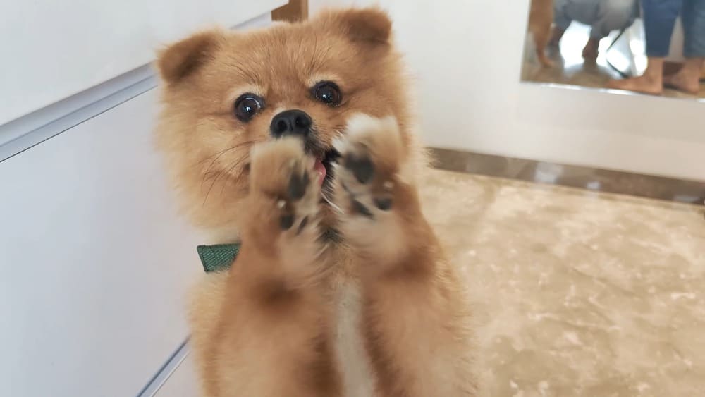 Can Pomeranians Be Trained Not to Bark? Efficient Techniques to Train Valerie Seow