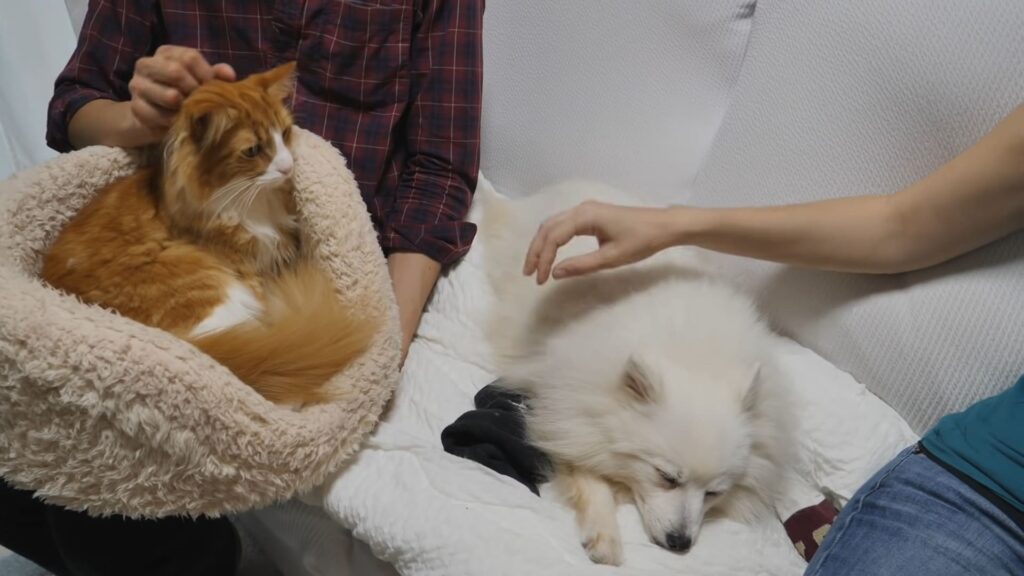 Can Pomeranians and cats develop a bond