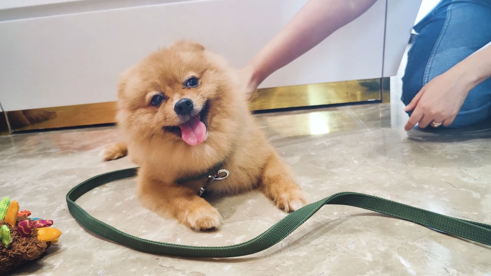 Can Pomeranians become anxious when held