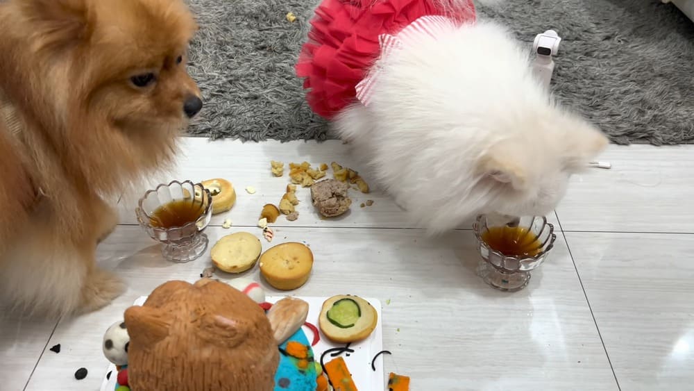 Can Pomeranians drink other liquids besides water