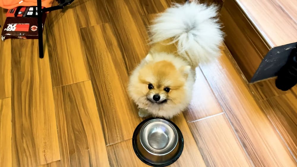 Consistent monitoring of your Pomeranian's hydration