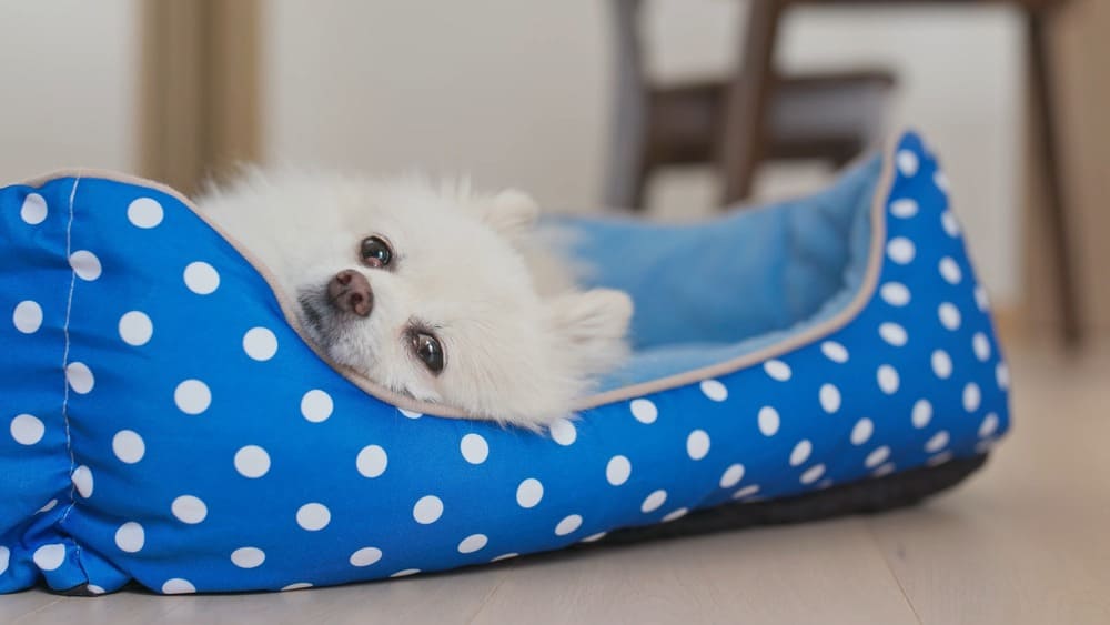 Determining how long Pomeranians can be alone depends on an array of factors