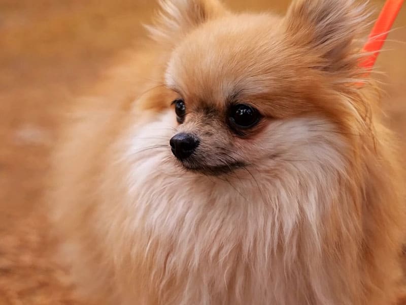 Do Pomeranian Puppies Change Color as They Grow