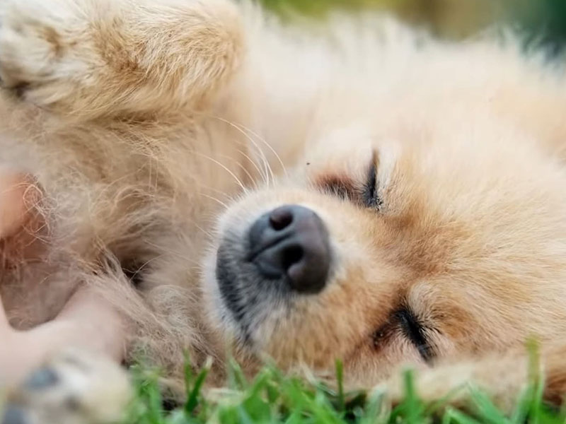 Do Pomeranian Puppies Sleep a Lot