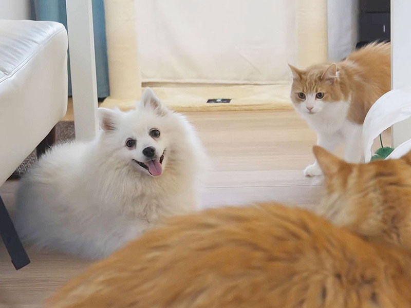 Do Pomeranians Get Along With Cats thumbnail