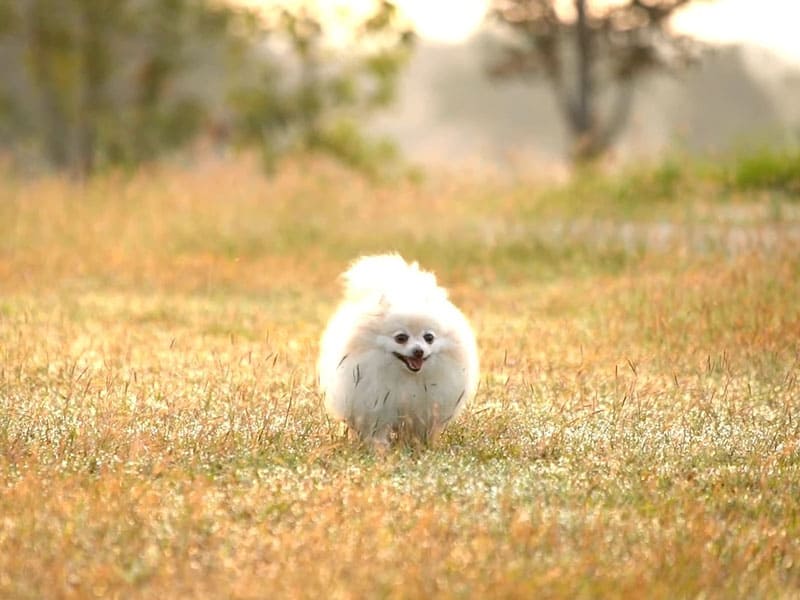 Do Pomeranians Like To Run