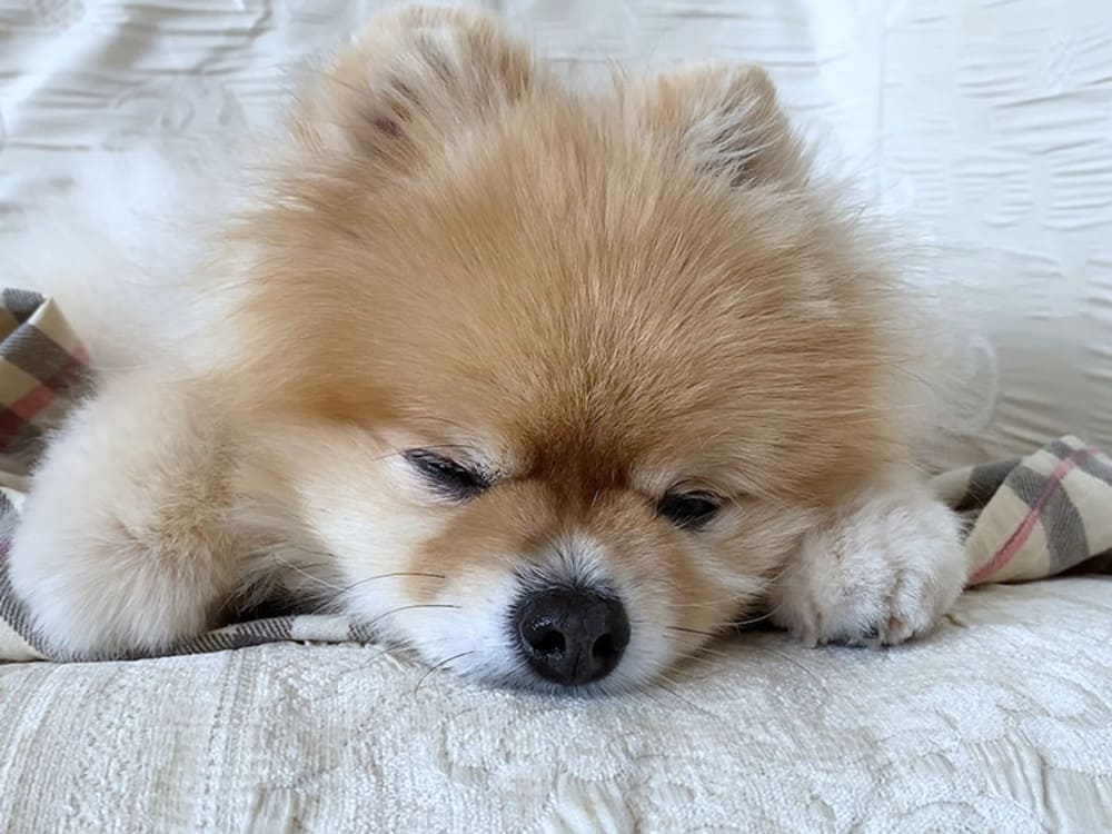 Do Pomeranians Like to Sleep with Their Owners