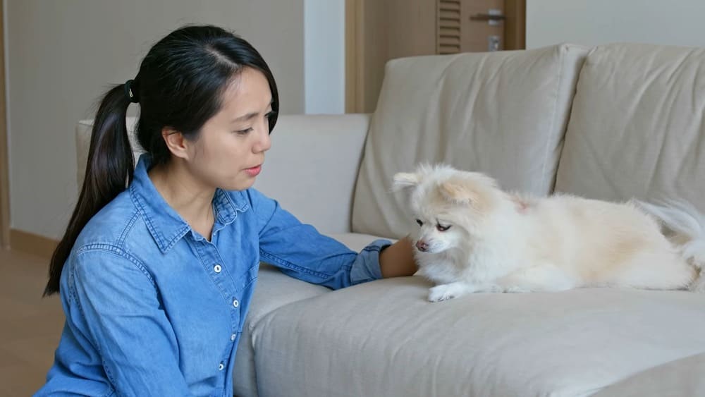 Pomeranians need a friend as it can reduce loneliness