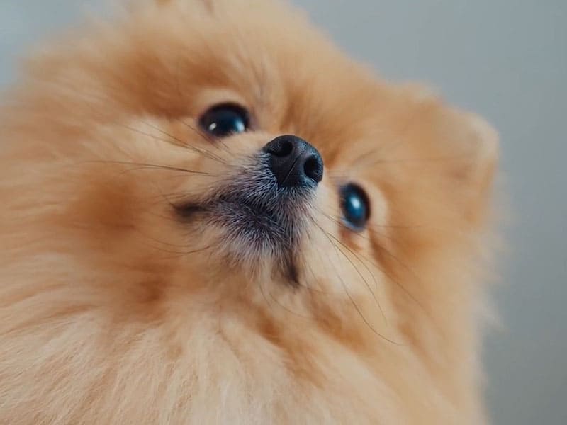 Do all Pomeranian puppies shed