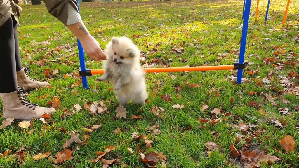 Fetch, walking, and hiking are great ways to keep your Pomeranian active