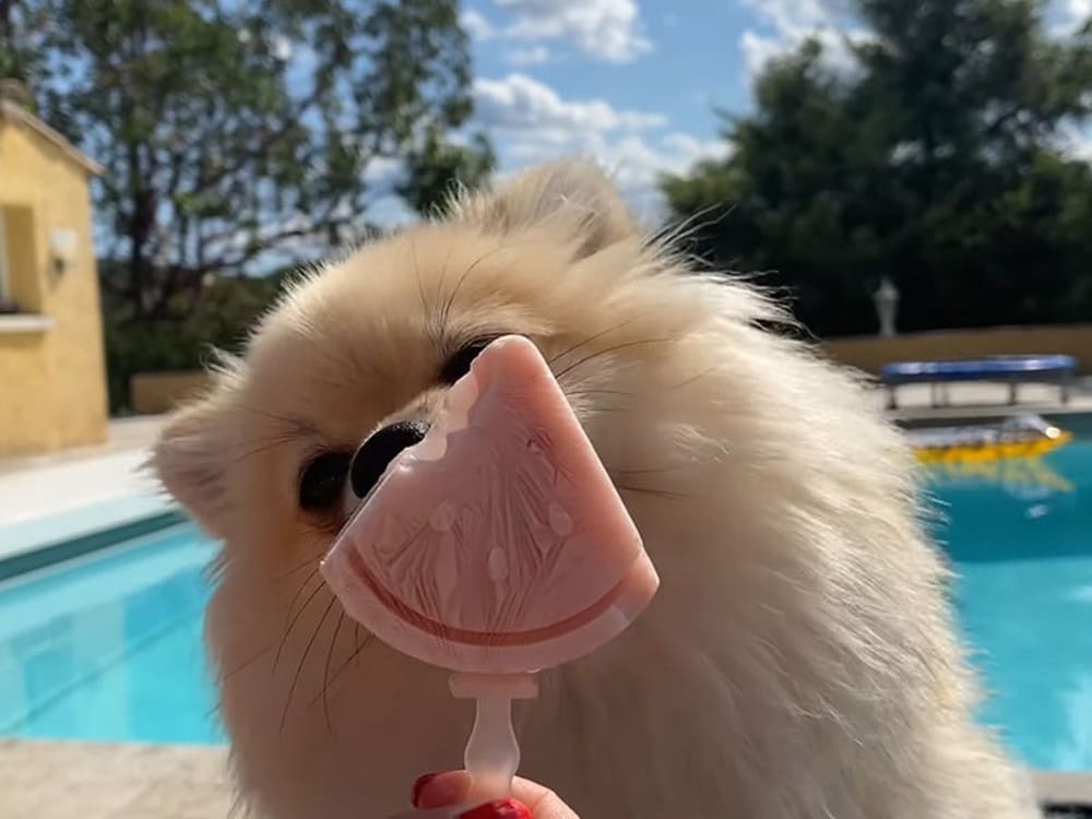 How Long Can A Pomeranian Go Without Water