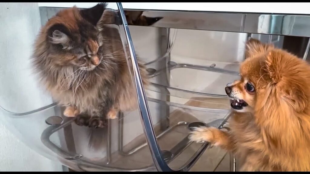 How Well do Pomeranians and Cats Get Along