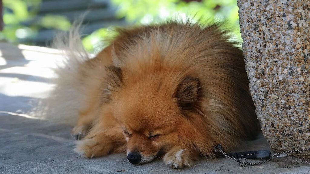 How can I create a comfortable sleeping environment for my Pomeranian puppy