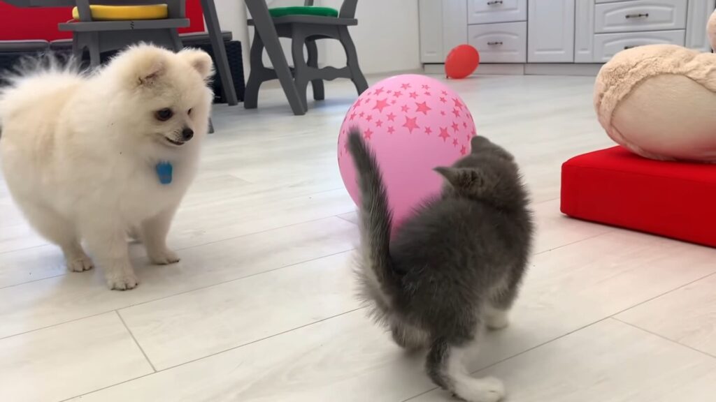 How can I introduce my Pomeranian to my cat
