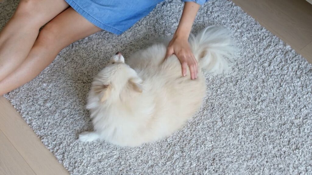 How can I minimize shedding in my Pomeranian puppy