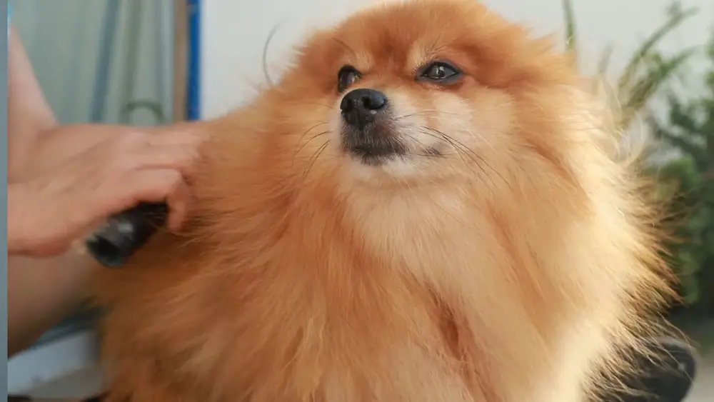 How do I know if my Pomeranian wants to be held