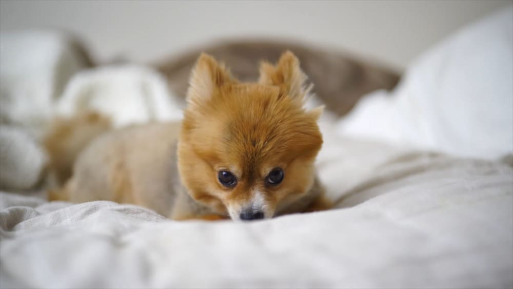 How long can Pomeranians stay alone