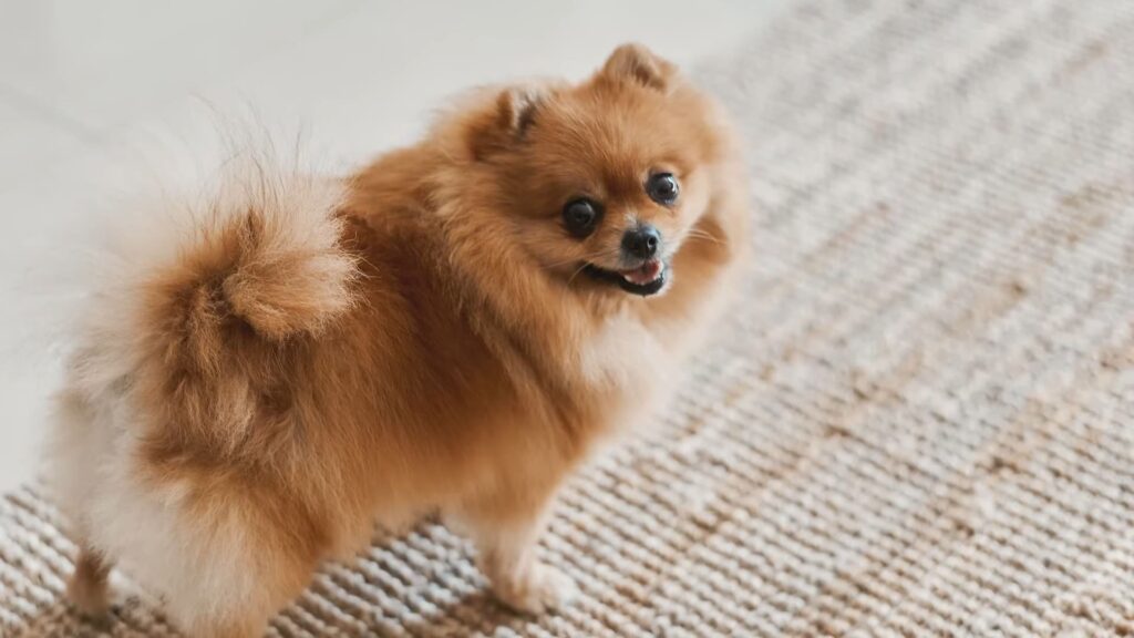 How much exercise do Pomeranians need, including running