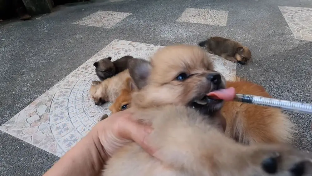 How often should I offer water to my Pomeranian