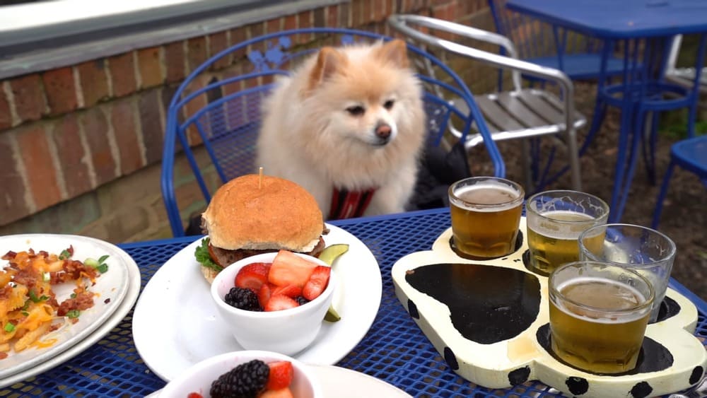 How to encourage Pomeranians to drink more water