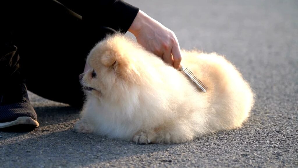 How to groom a Pomeranian puppy