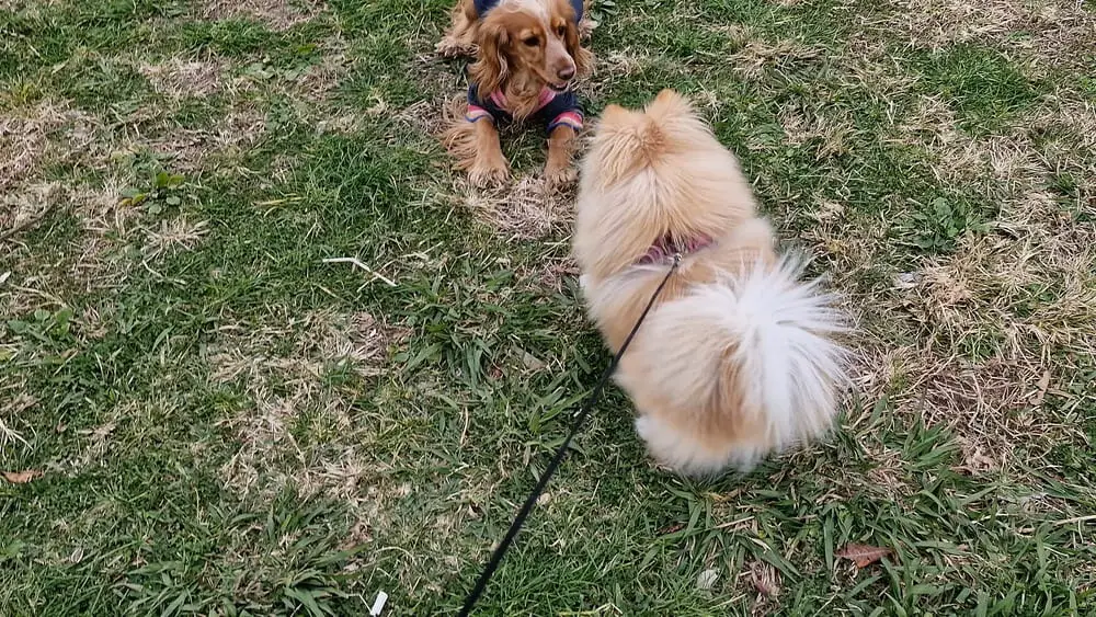 How to tell if my Pomeranian needs a friend