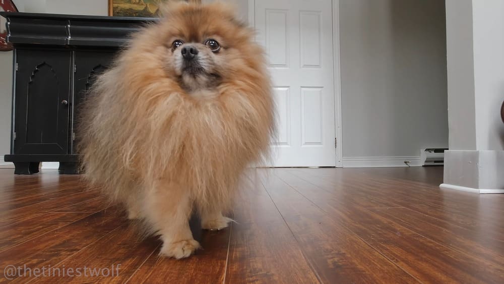 How to train Pomeranians to be alone