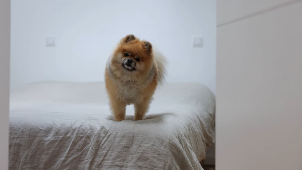 How to train Pomeranians to sleep in their owner's bed