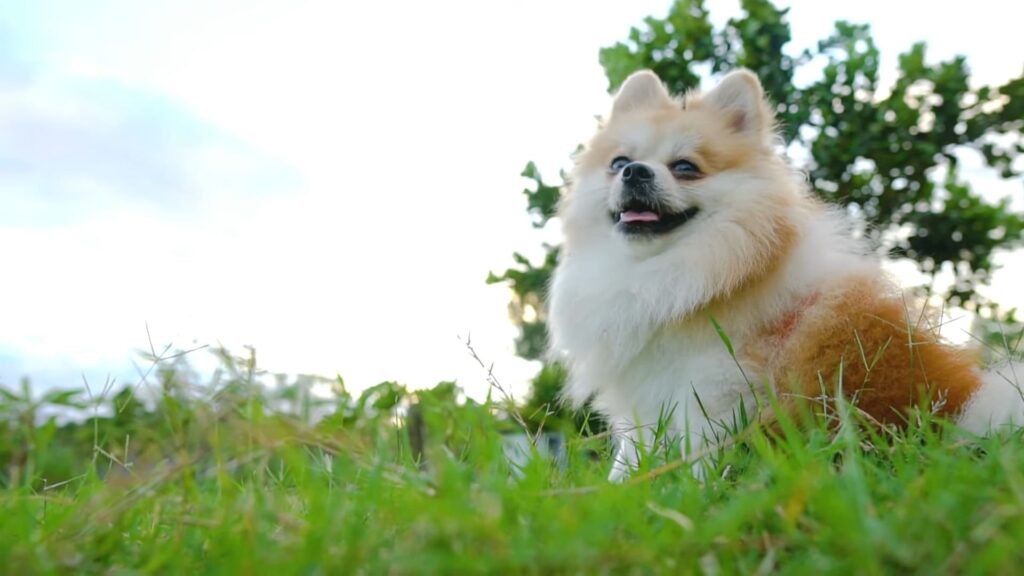 Look at the hue around a Pomeranian puppy's ears
